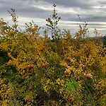 ファームステイ Montepugliano