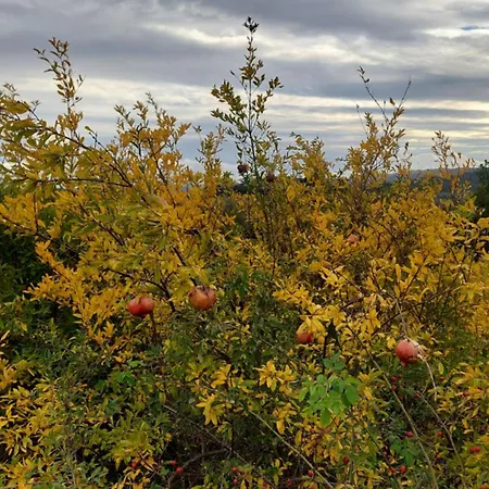 ファームステイ Montepugliano