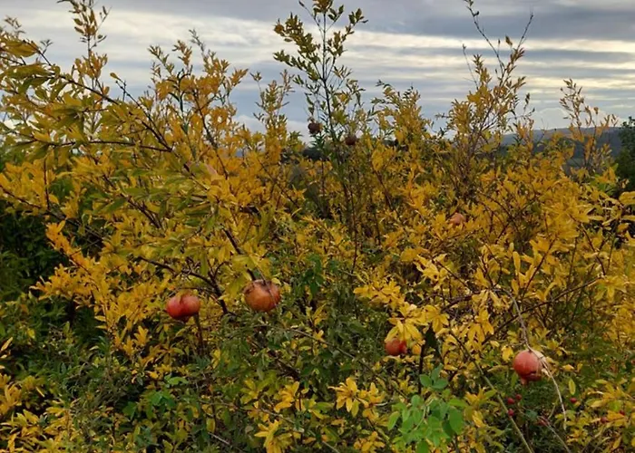 Alojamento de Turismo Rural Montepugliano